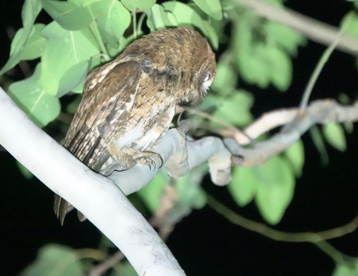 Autillo Moluqueño (tempestatis) - ML626523518