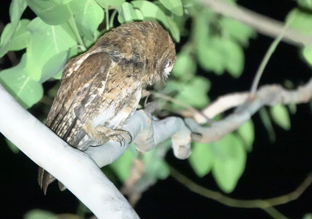 Autillo Moluqueño (tempestatis) - ML626523519