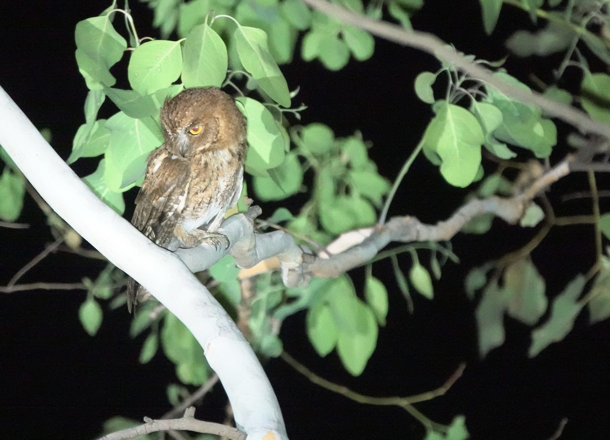 Autillo Moluqueño (tempestatis) - ML626523520