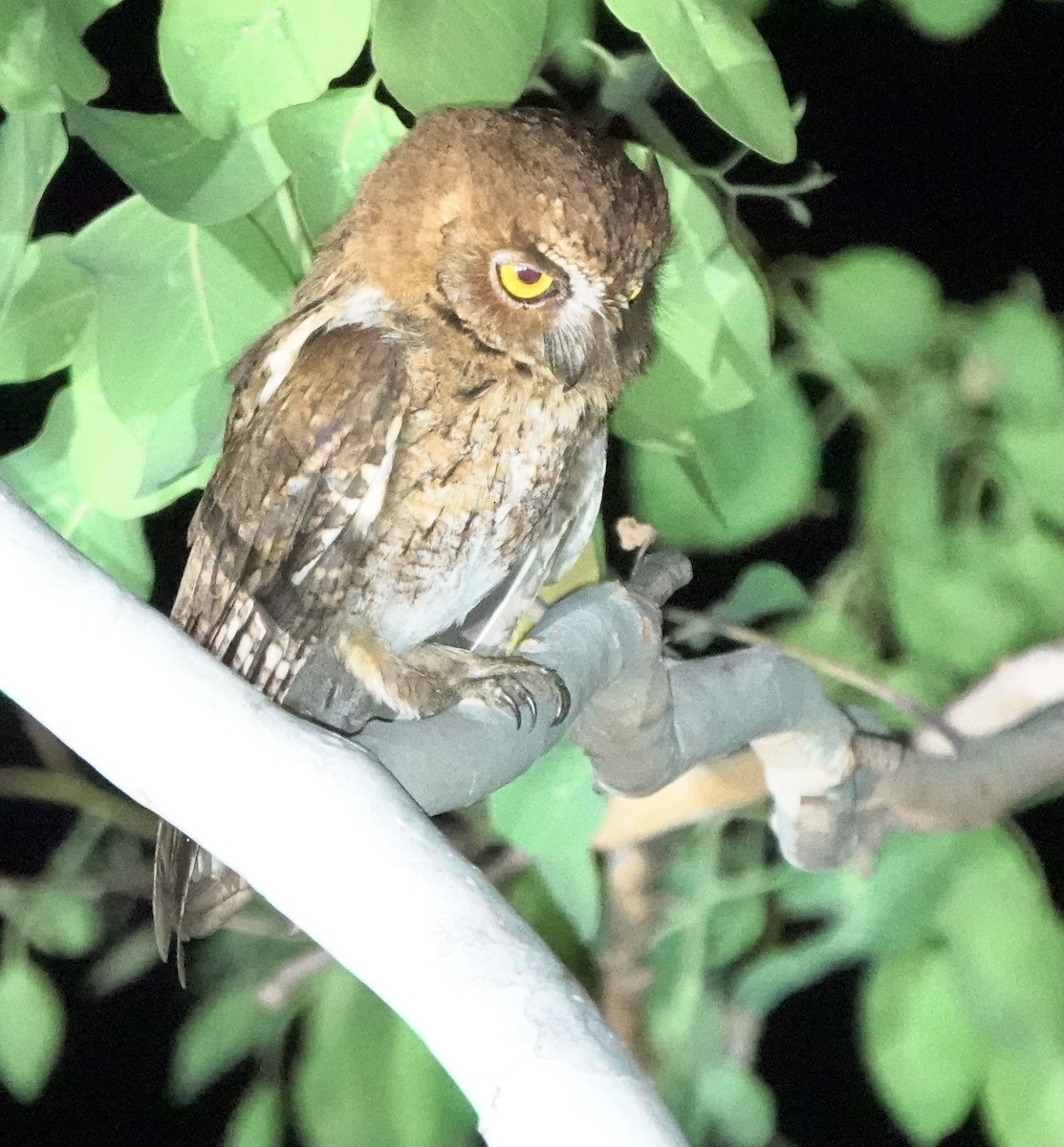 Autillo Moluqueño (tempestatis) - ML626523521