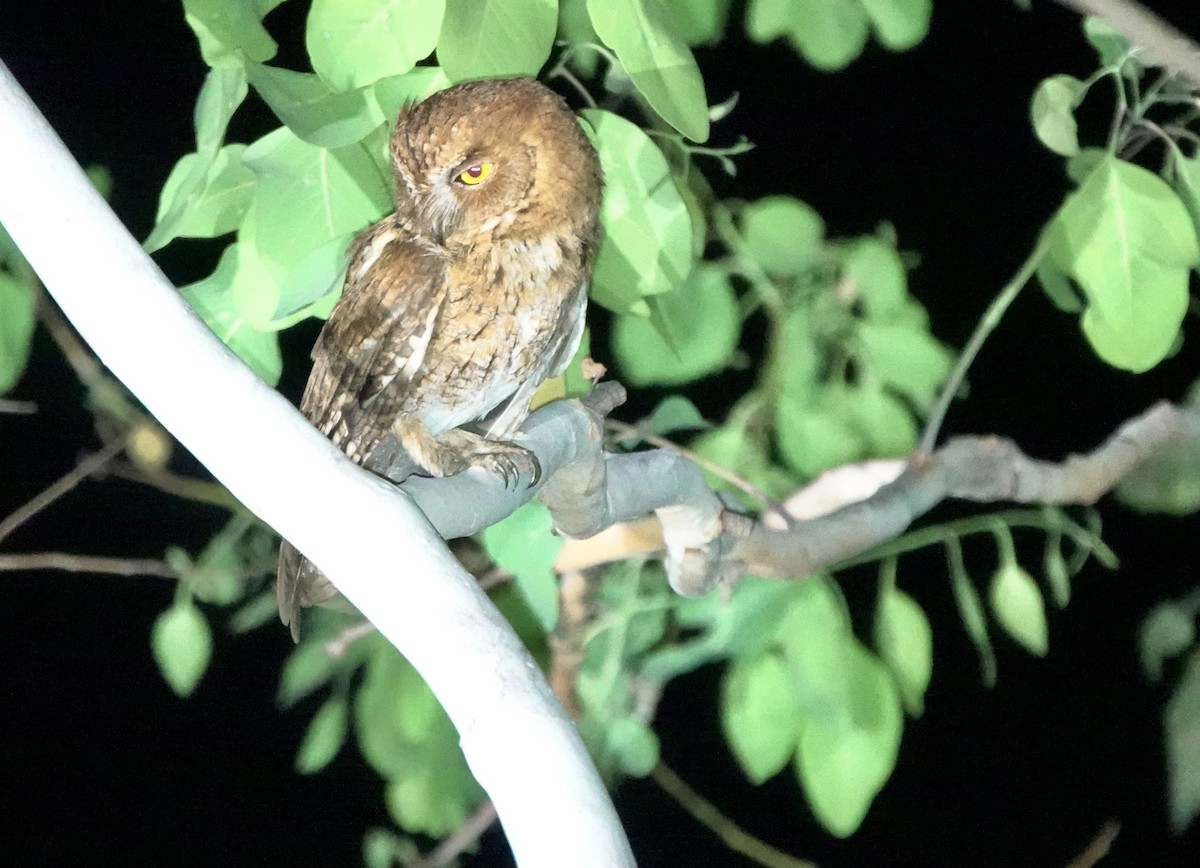 Autillo Moluqueño (tempestatis) - ML626523522
