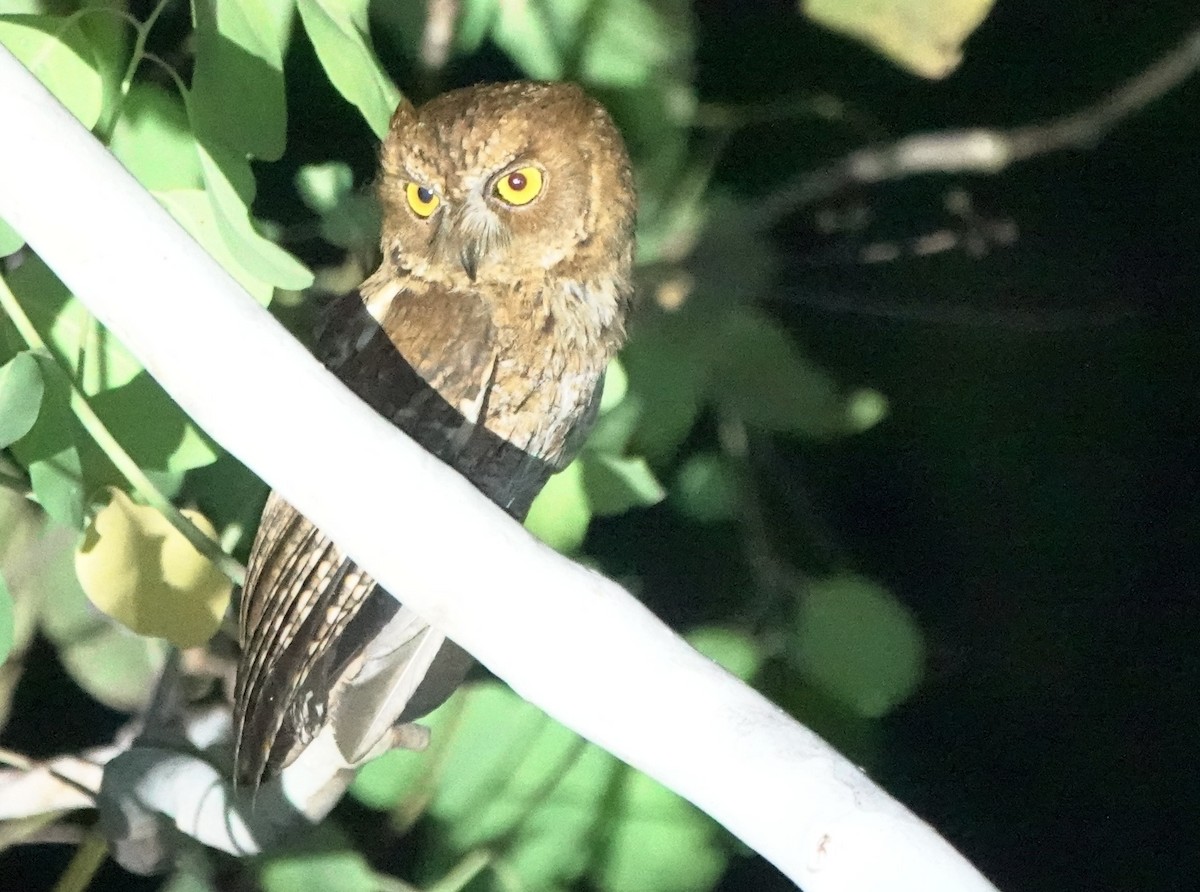 Autillo Moluqueño (tempestatis) - ML626523523