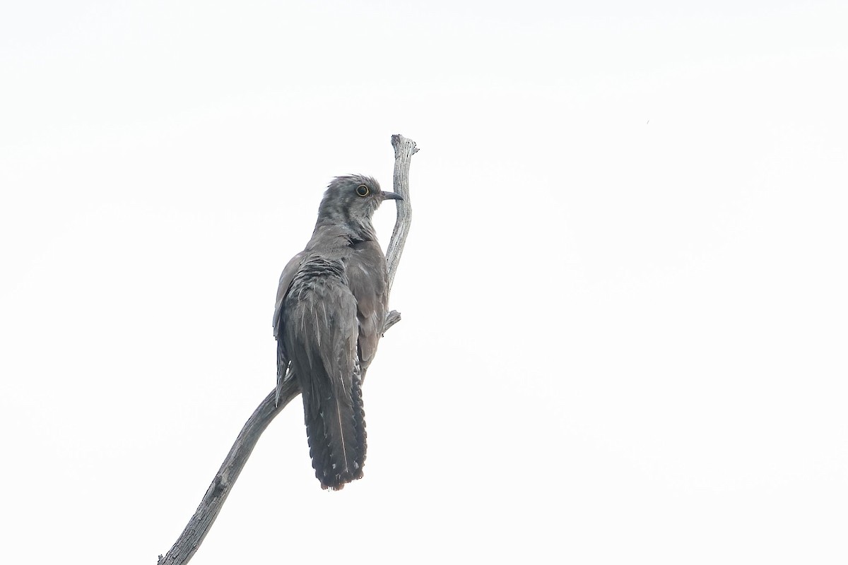 Pallid Cuckoo - ML626523534