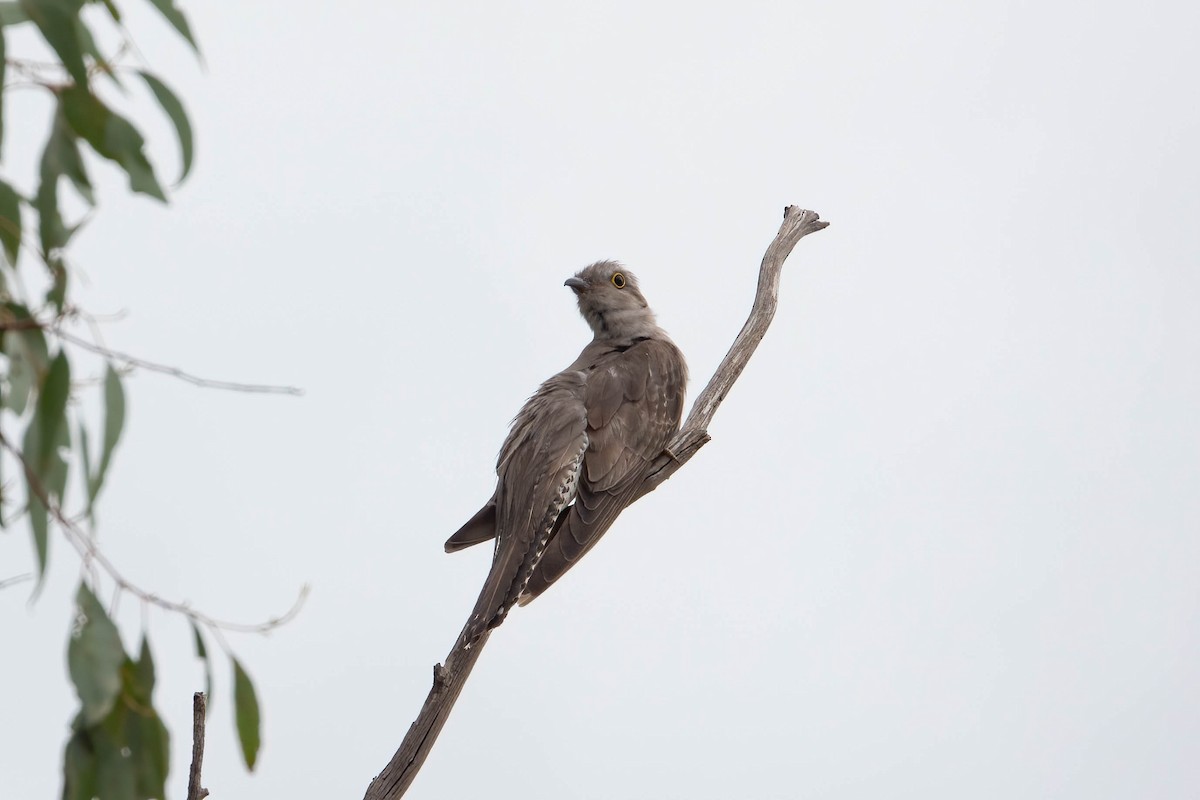 Pallid Cuckoo - ML626523535
