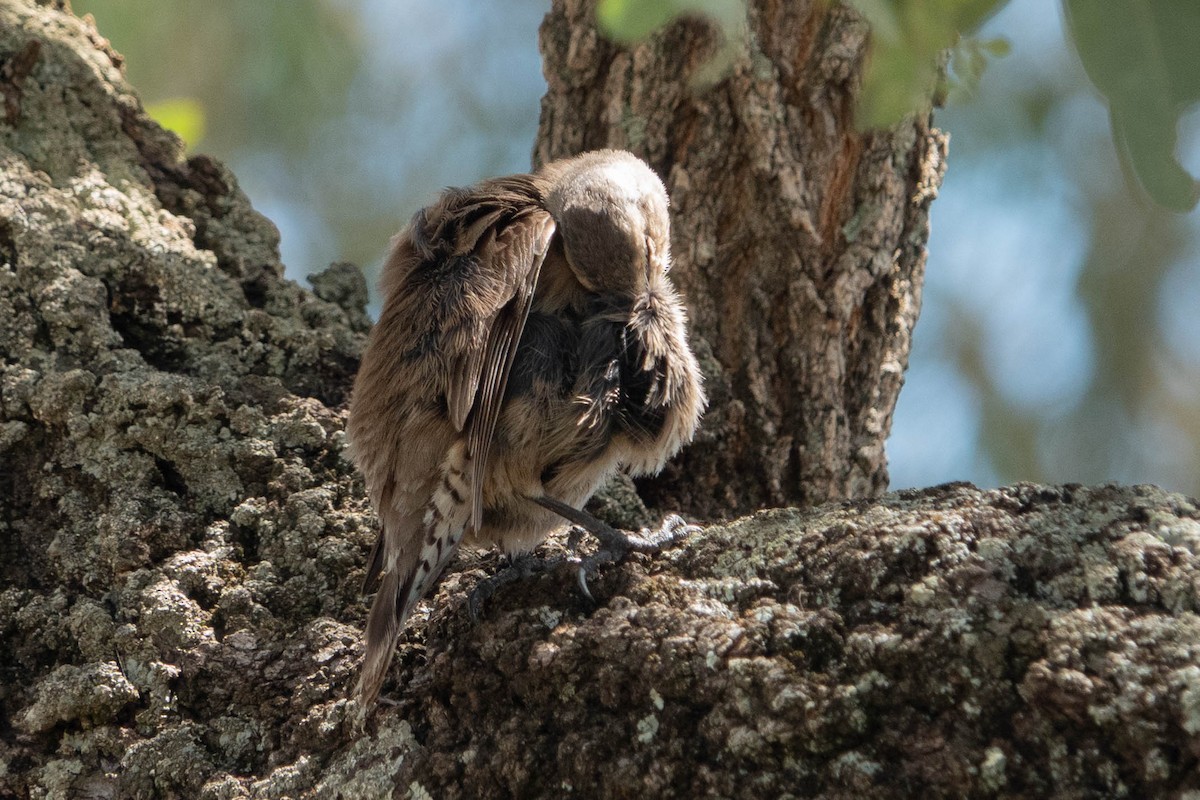 Brown Treecreeper - ML626523536