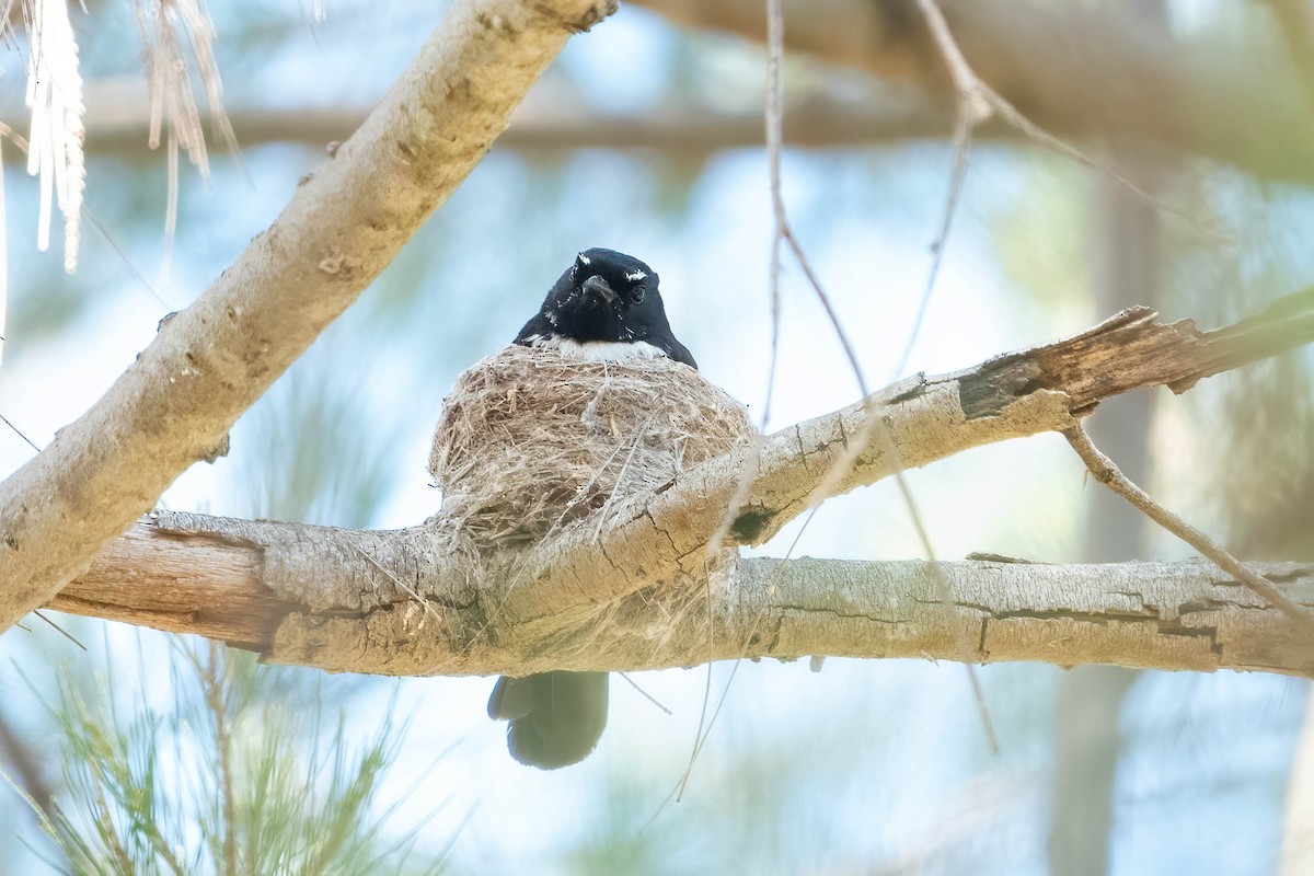 Willie-wagtail - ML626523539