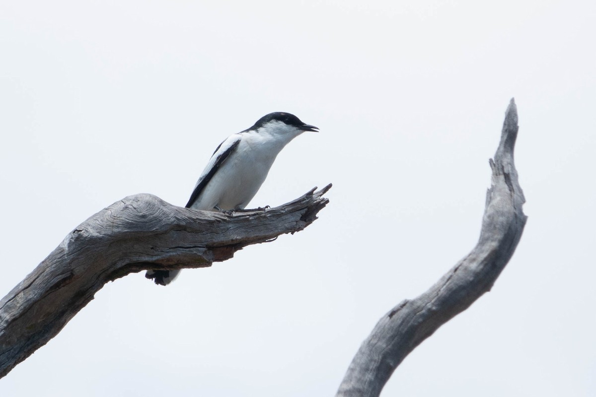 White-winged Triller - ML626523543