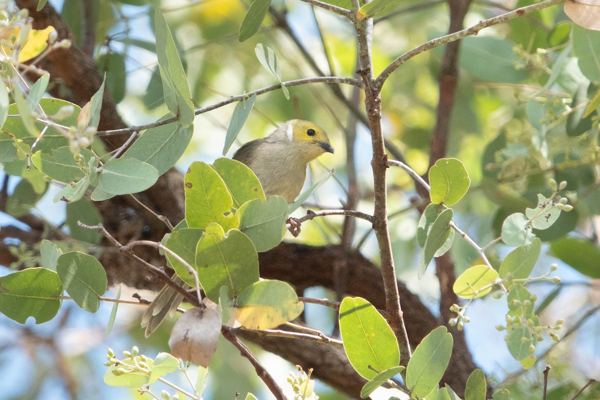 White-plumed Honeyeater - ML626523546