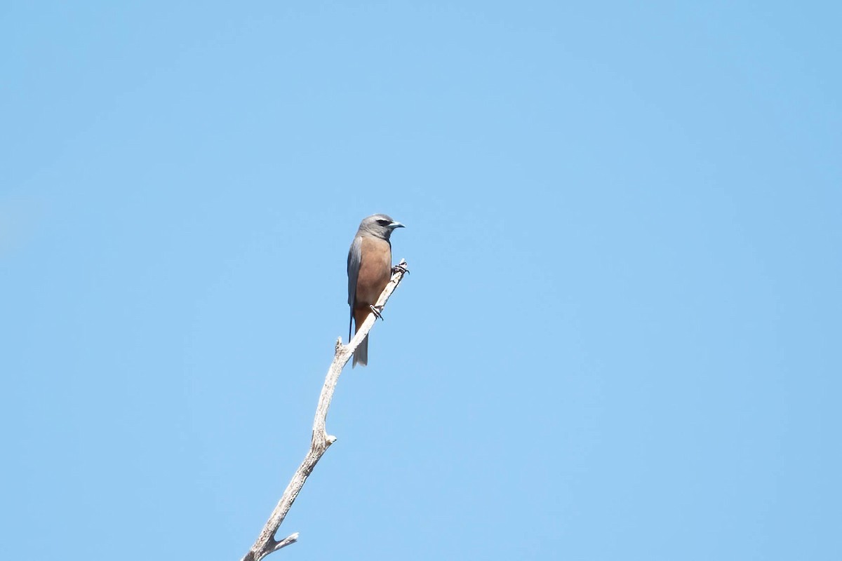 White-browed Woodswallow - ML626523562