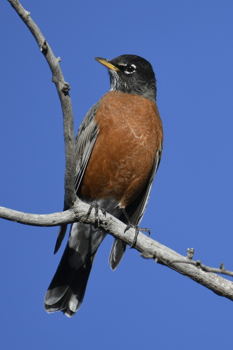 American Robin - ML626523611