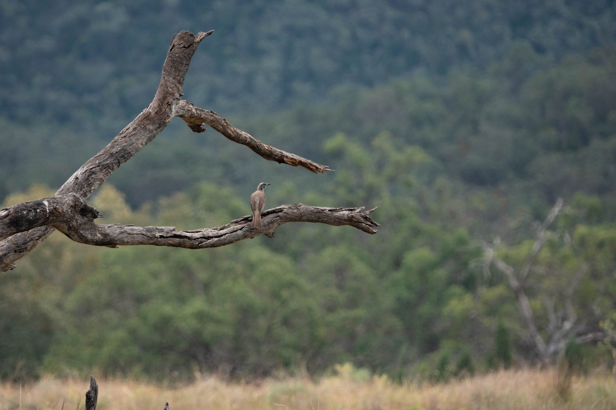 Little Friarbird - ML626523620