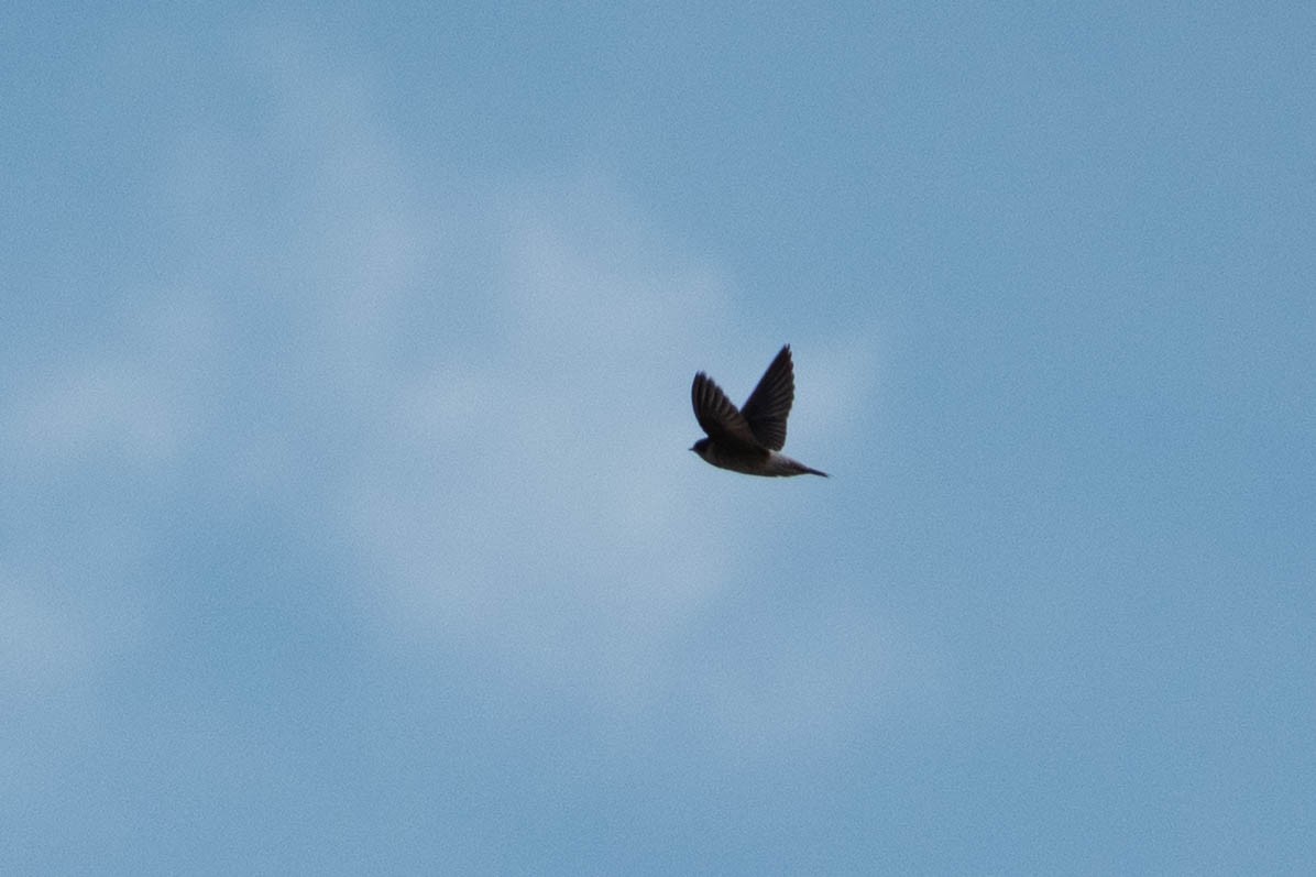 Tree Martin - ML626523642