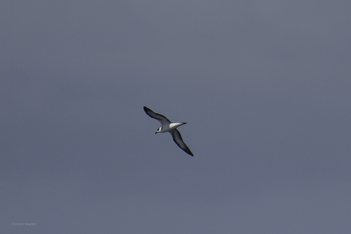 Black-capped Petrel - ML626523720