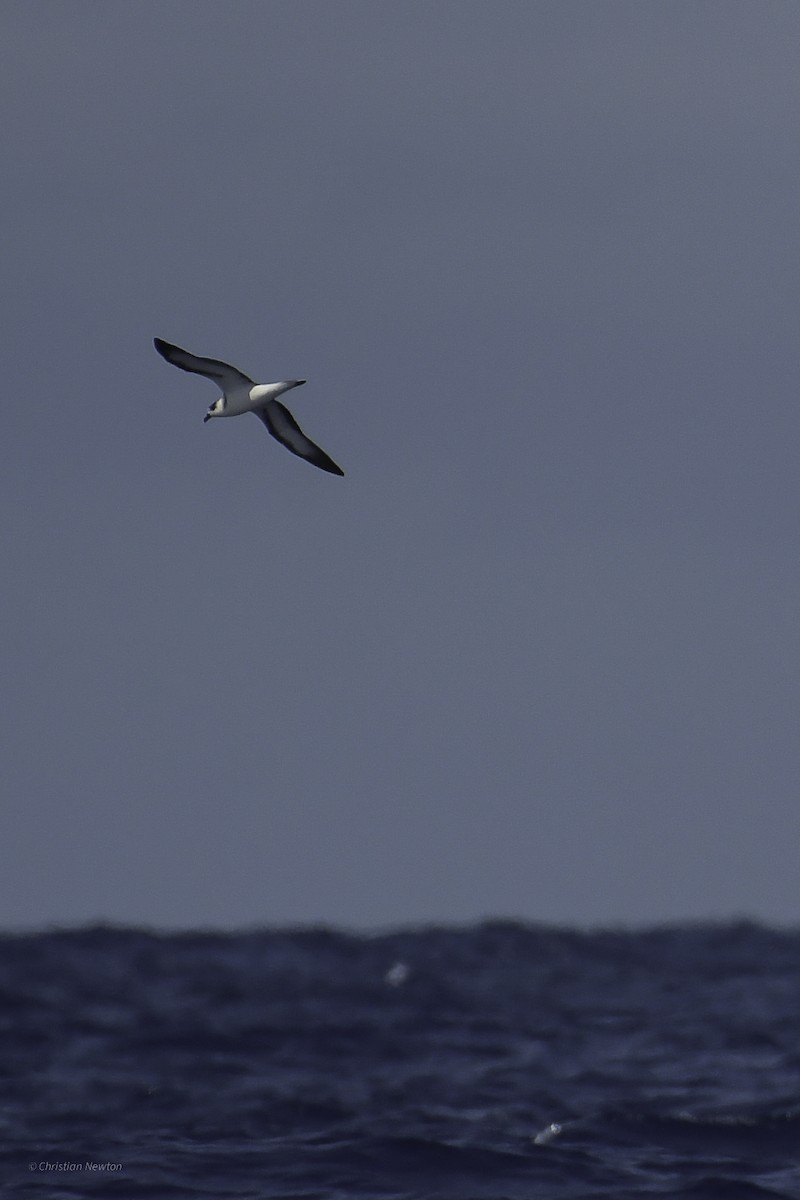 Black-capped Petrel - ML626523721