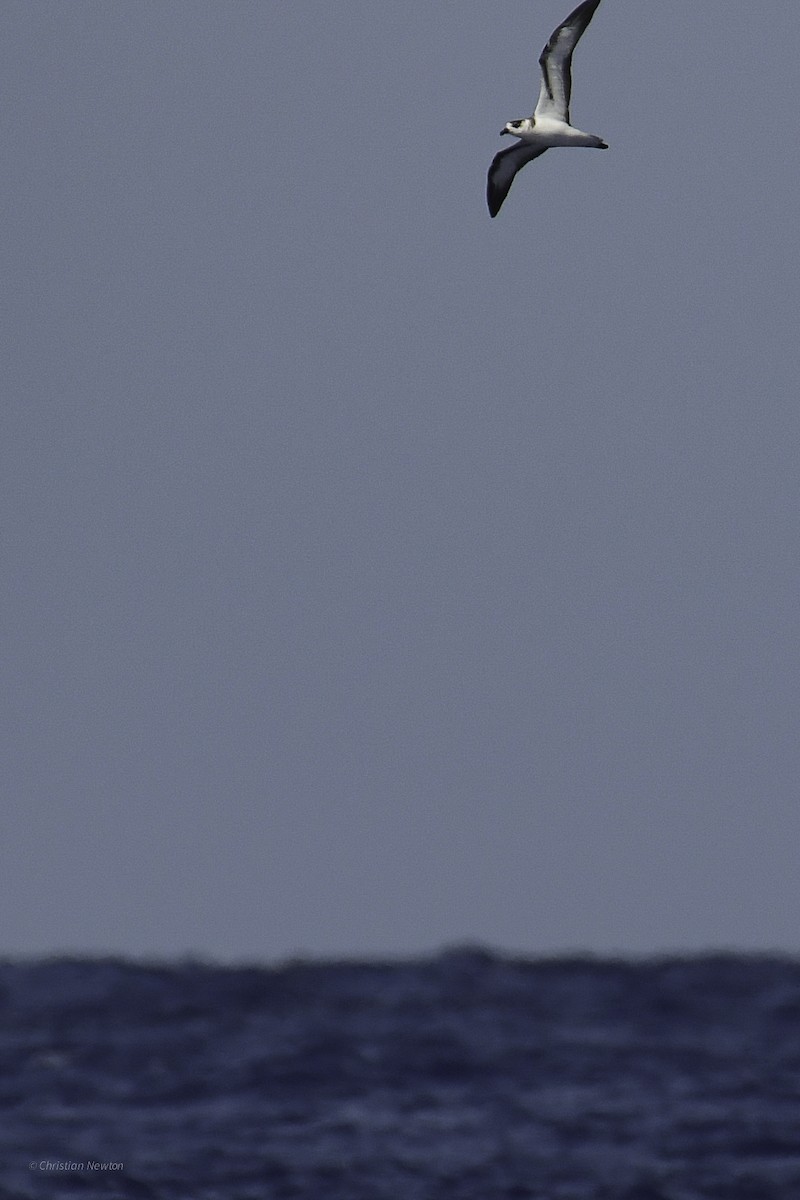 Black-capped Petrel - ML626523722