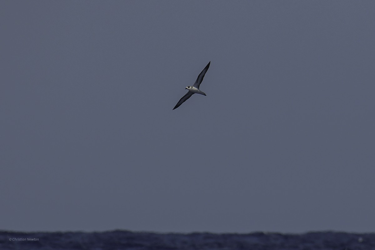 Black-capped Petrel - ML626523723