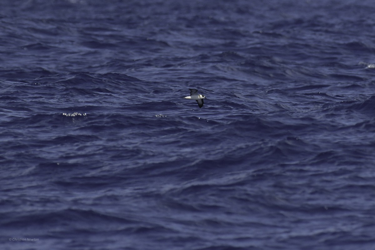 Black-capped Petrel - ML626523724