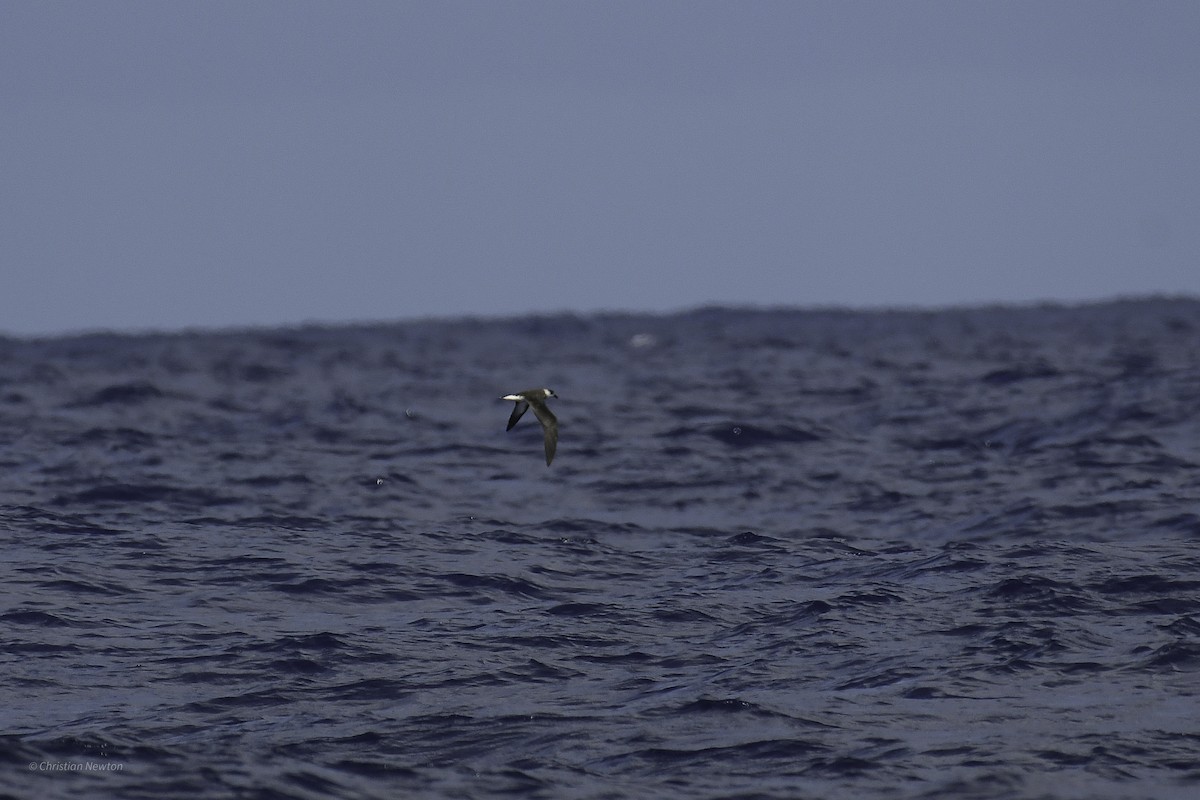 Black-capped Petrel - ML626523725