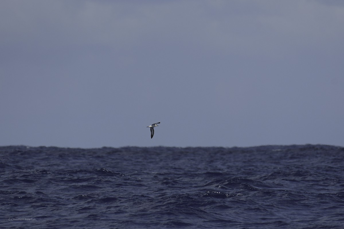 Black-capped Petrel - ML626523726