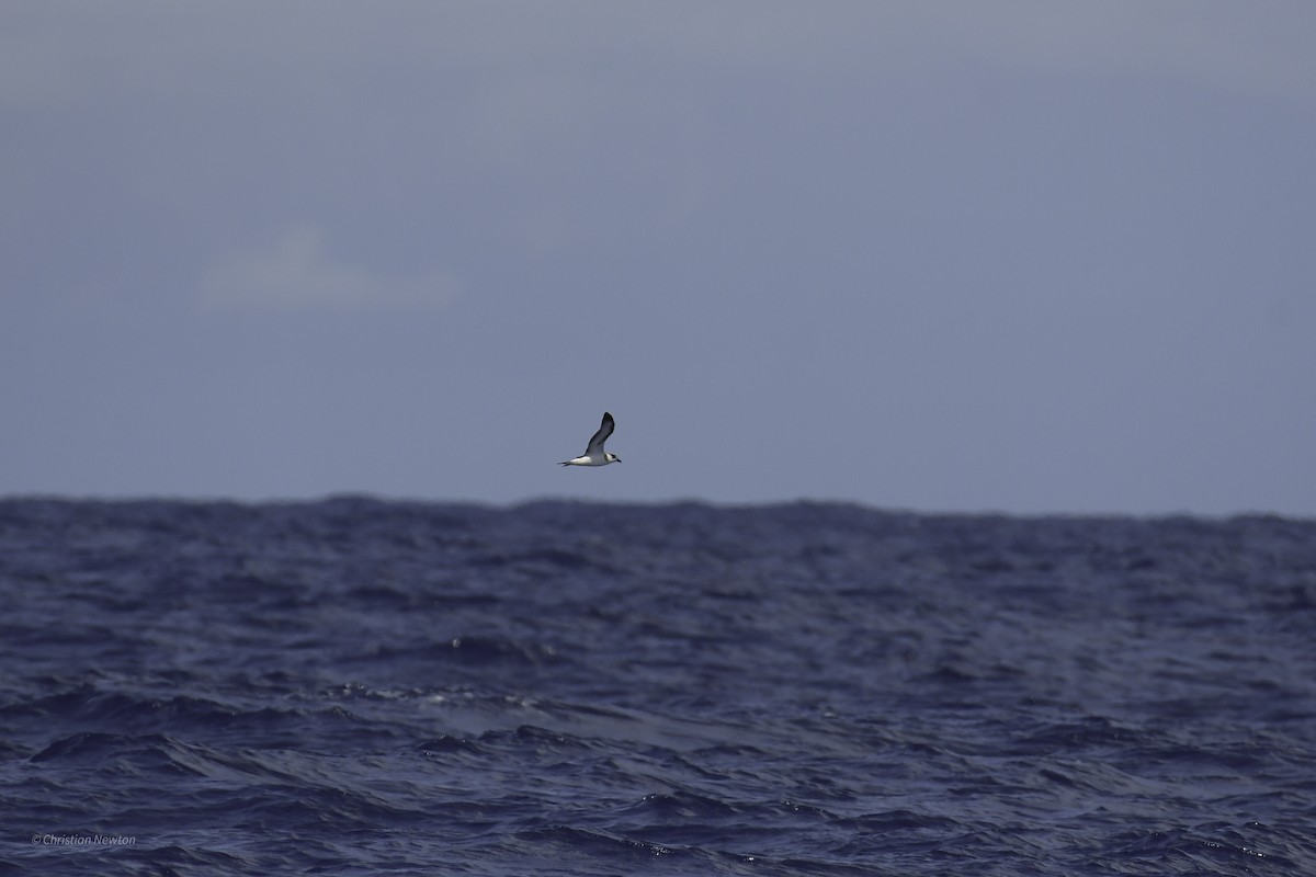 Black-capped Petrel - ML626523727