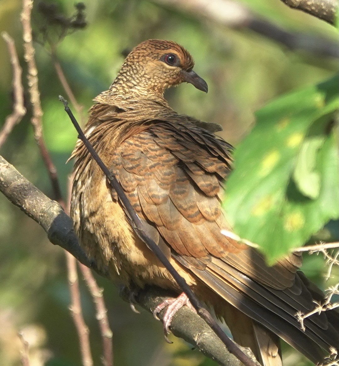 Timor Cuckoo-Dove - ML626523751