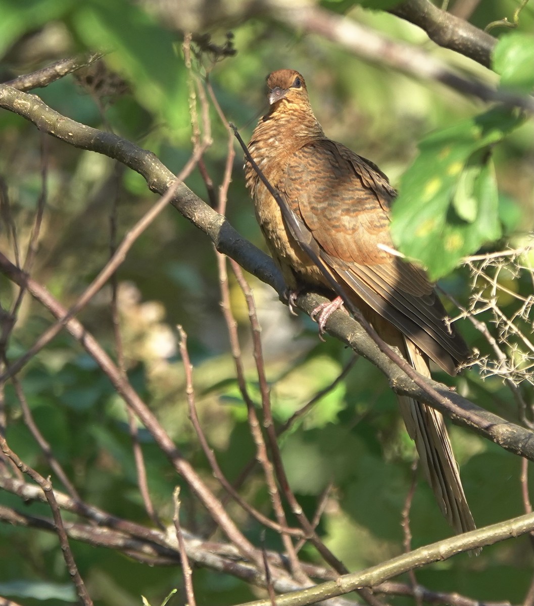 Timor Cuckoo-Dove - ML626523752