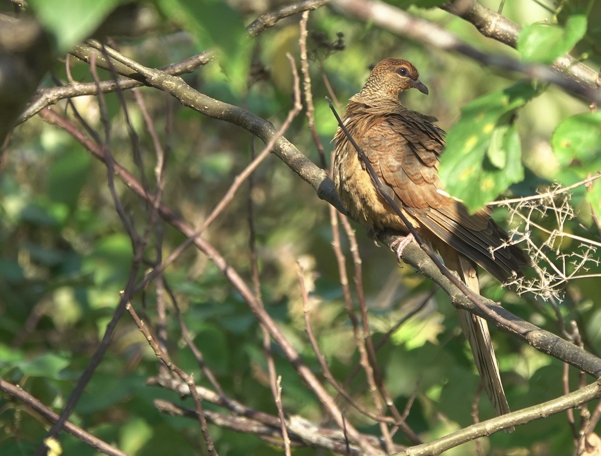 Timor Cuckoo-Dove - ML626523753