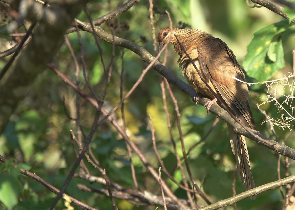 Timor Cuckoo-Dove - ML626523754