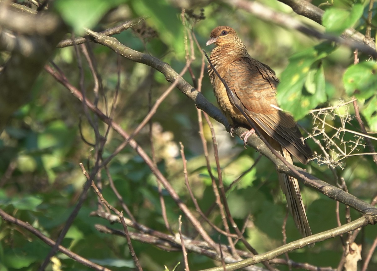 Timor Cuckoo-Dove - ML626523755