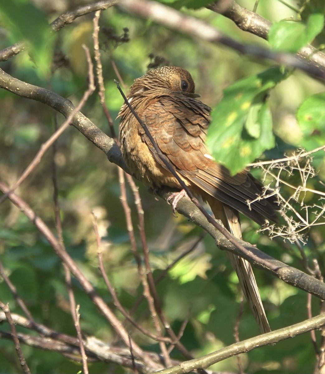 Timor Cuckoo-Dove - ML626523756