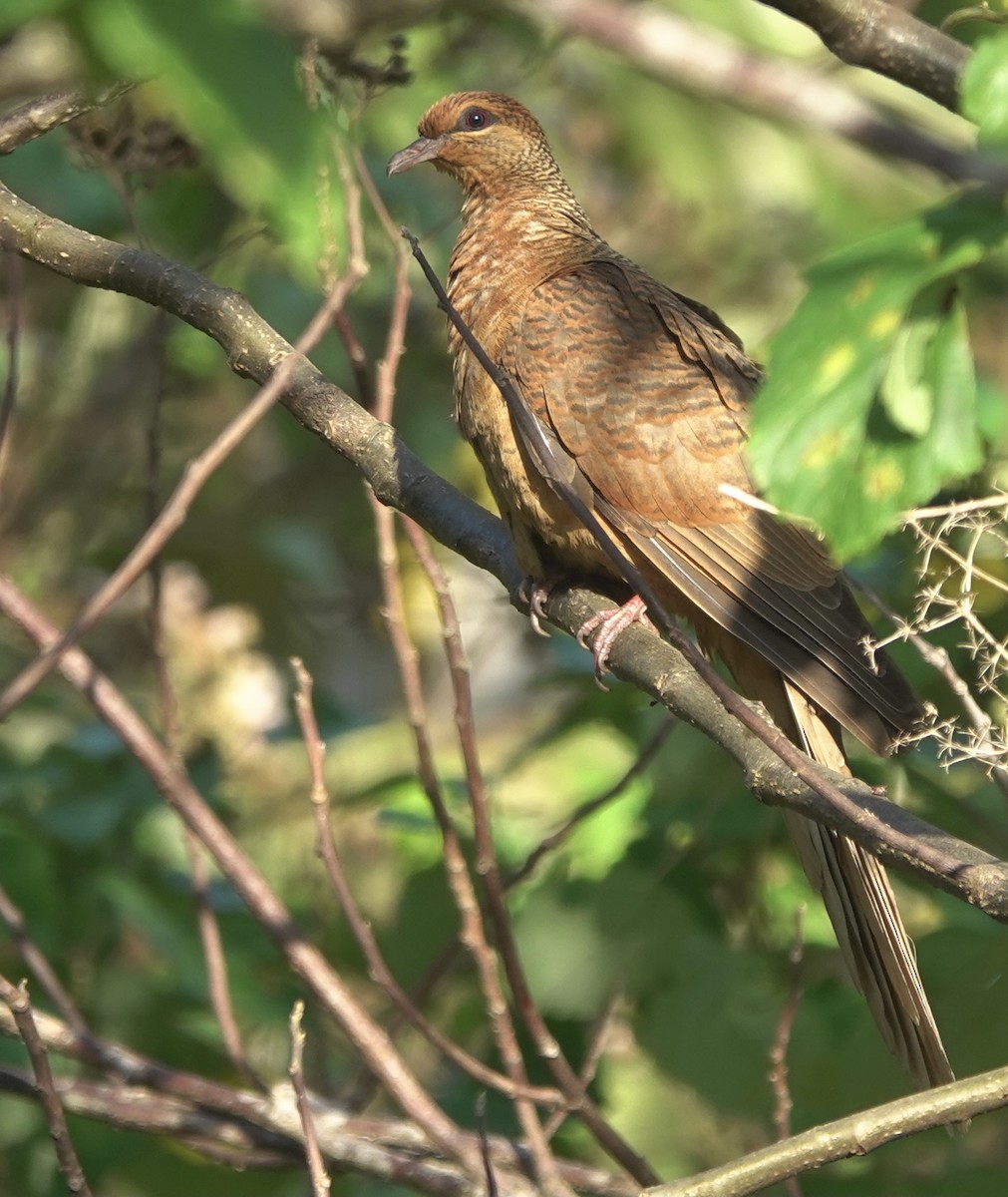 Timor Cuckoo-Dove - ML626523757