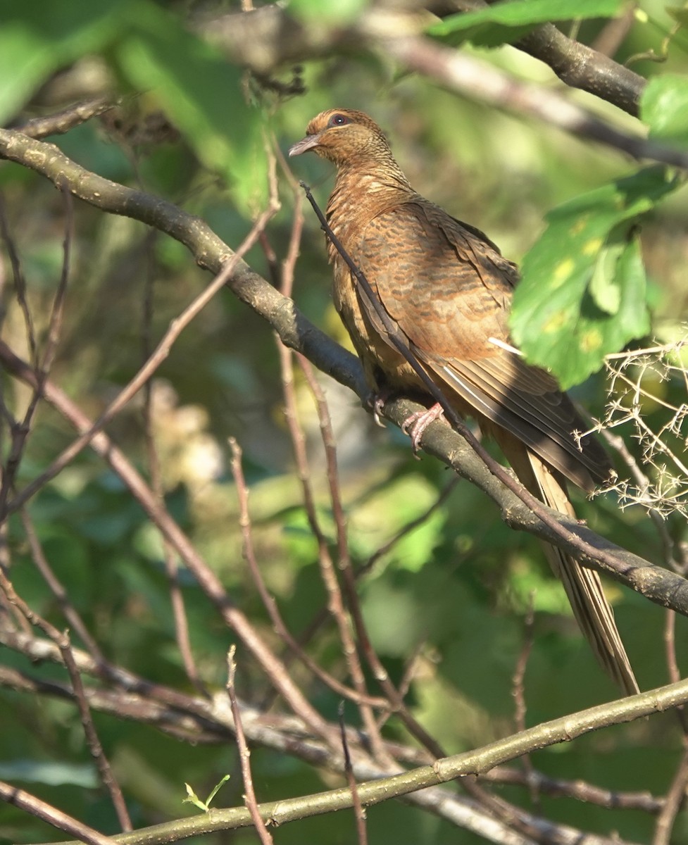 Timor Cuckoo-Dove - ML626523758