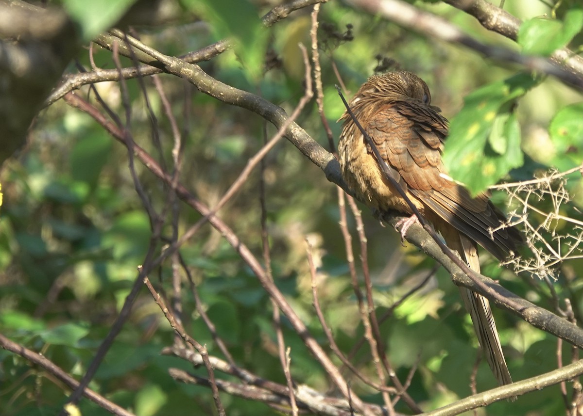 Timor Cuckoo-Dove - ML626523759