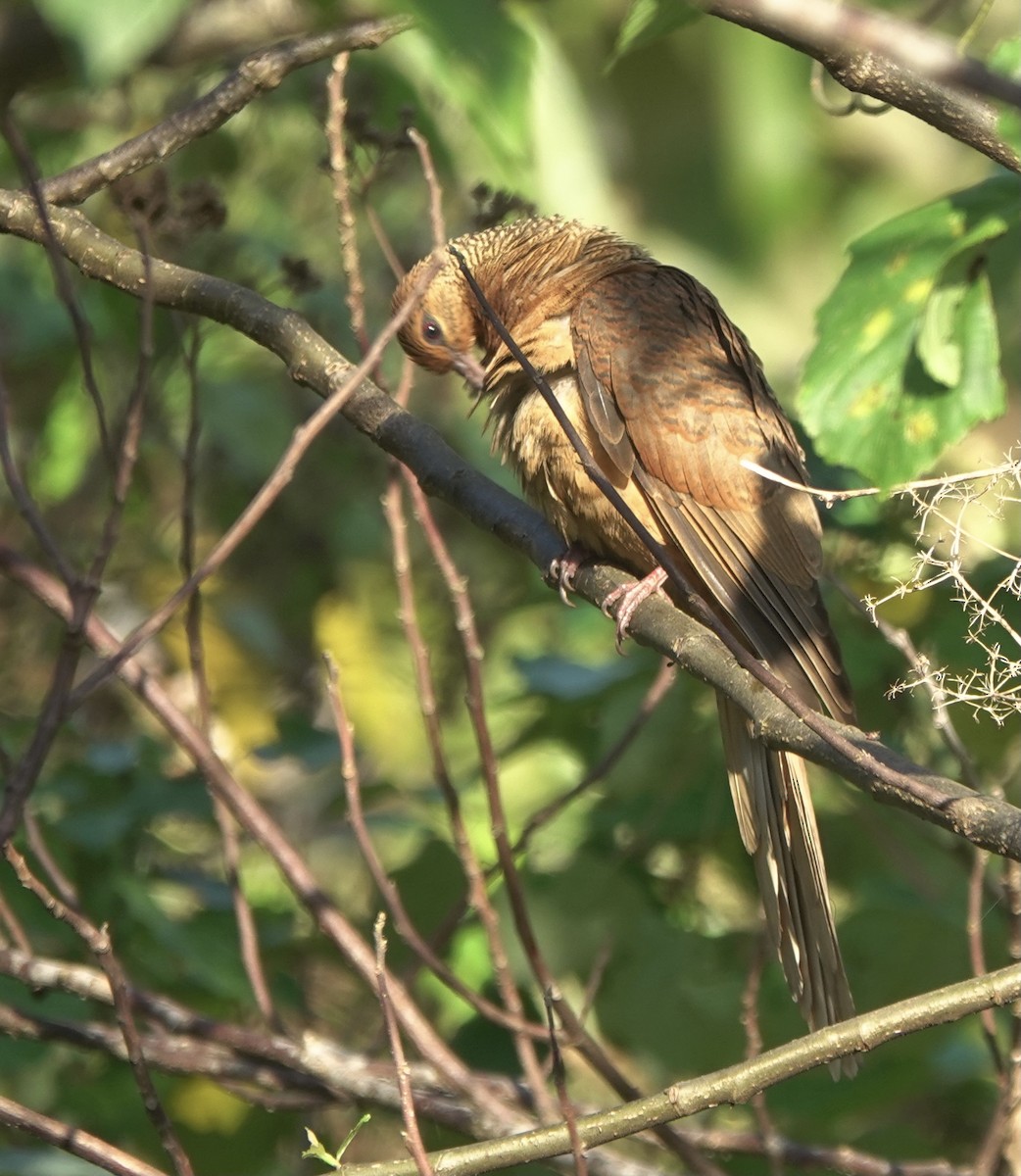 Timor Cuckoo-Dove - ML626523761