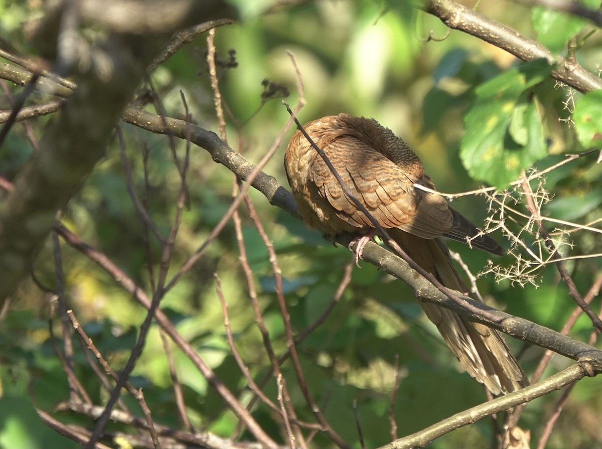 Timor Cuckoo-Dove - ML626523762
