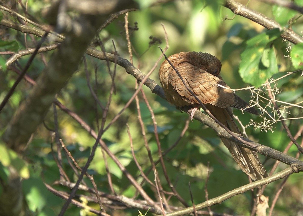 Timor Cuckoo-Dove - ML626523763