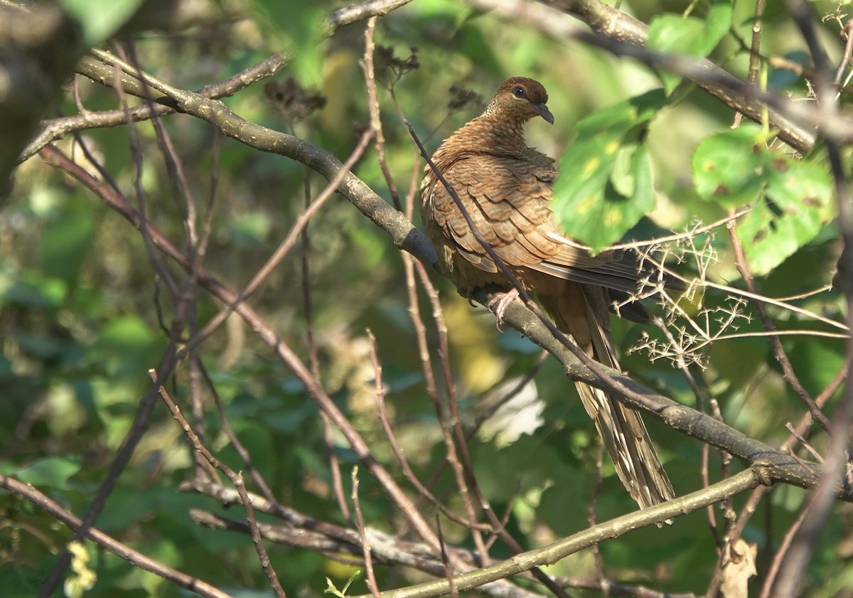 Timor Cuckoo-Dove - ML626523765