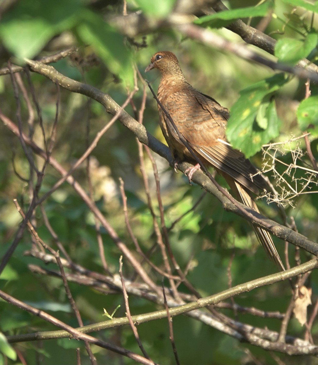 Timor Cuckoo-Dove - ML626523766