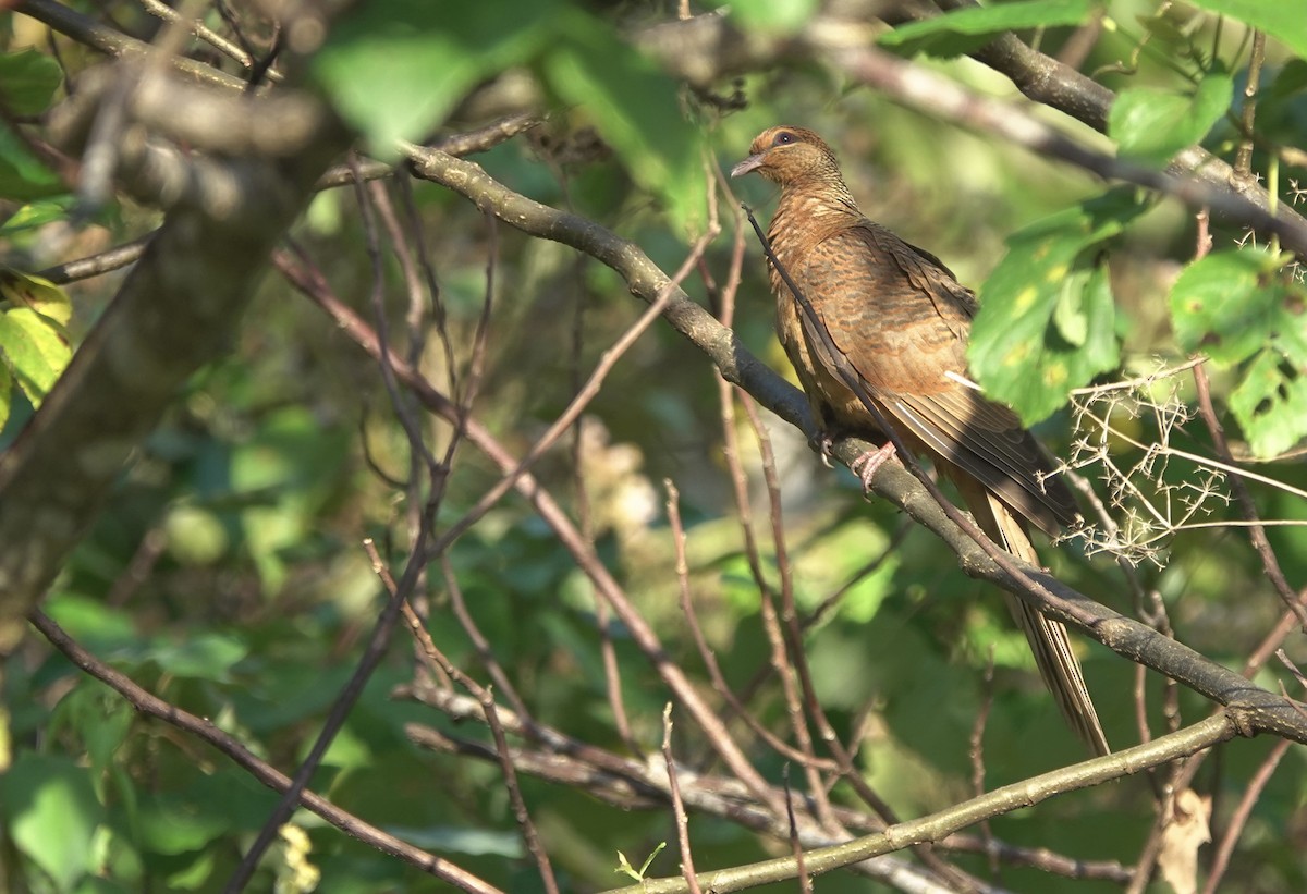 Timor Cuckoo-Dove - ML626523768