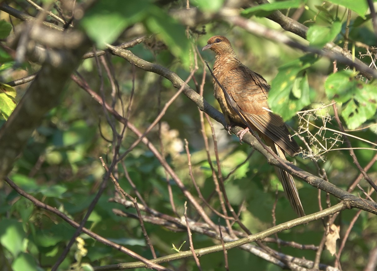 Timor Cuckoo-Dove - ML626523769