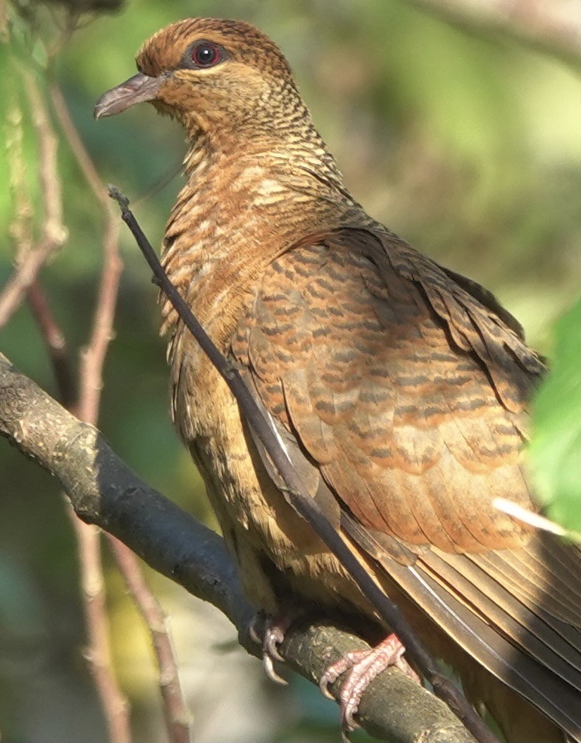 Timor Cuckoo-Dove - ML626523770