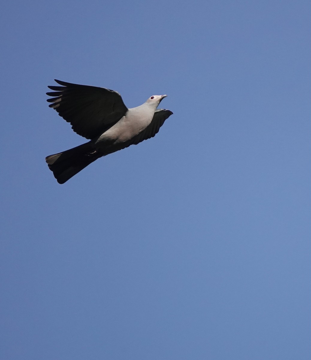 Pink-headed Imperial-Pigeon - ML626523772