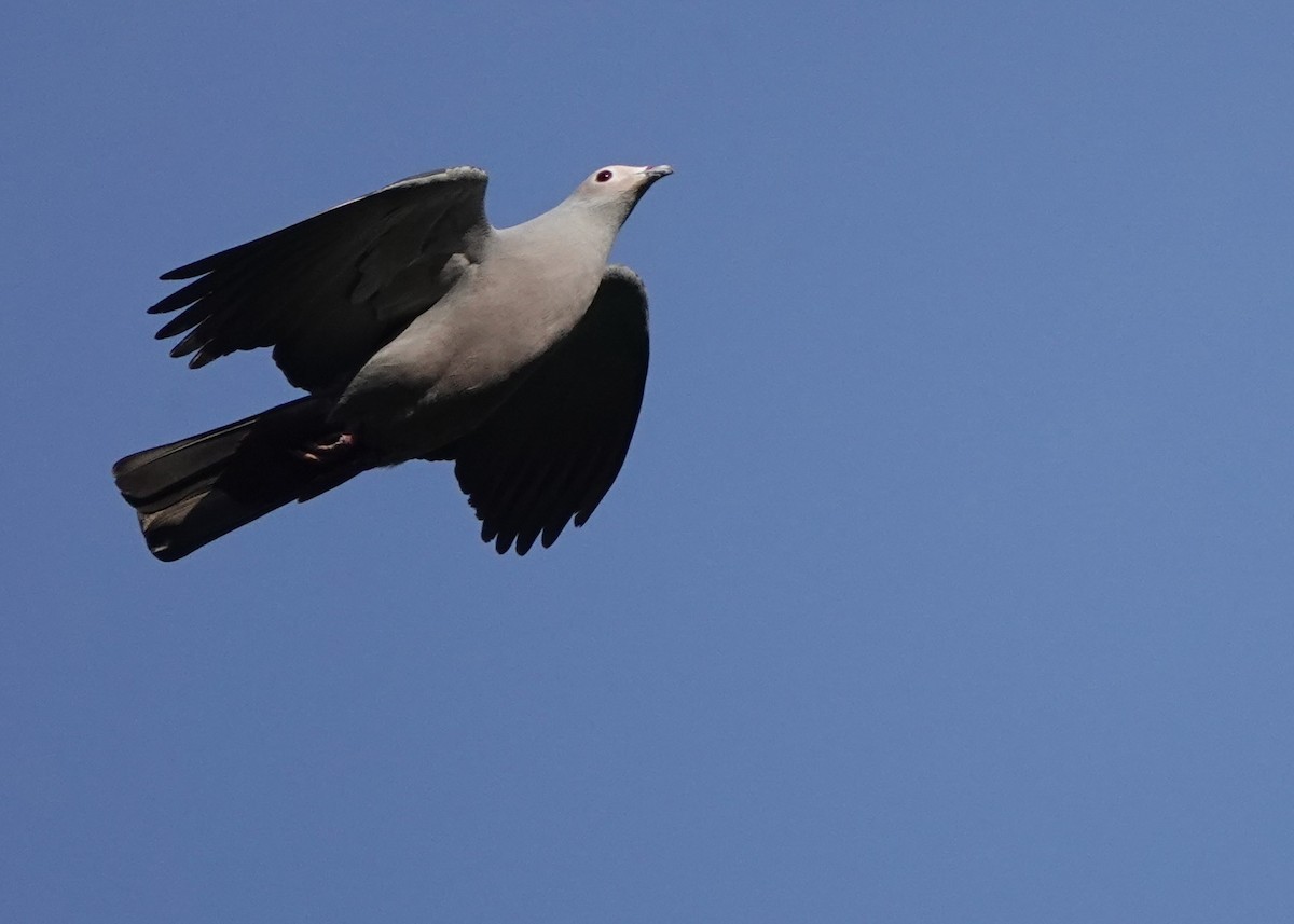 Pink-headed Imperial-Pigeon - ML626523773