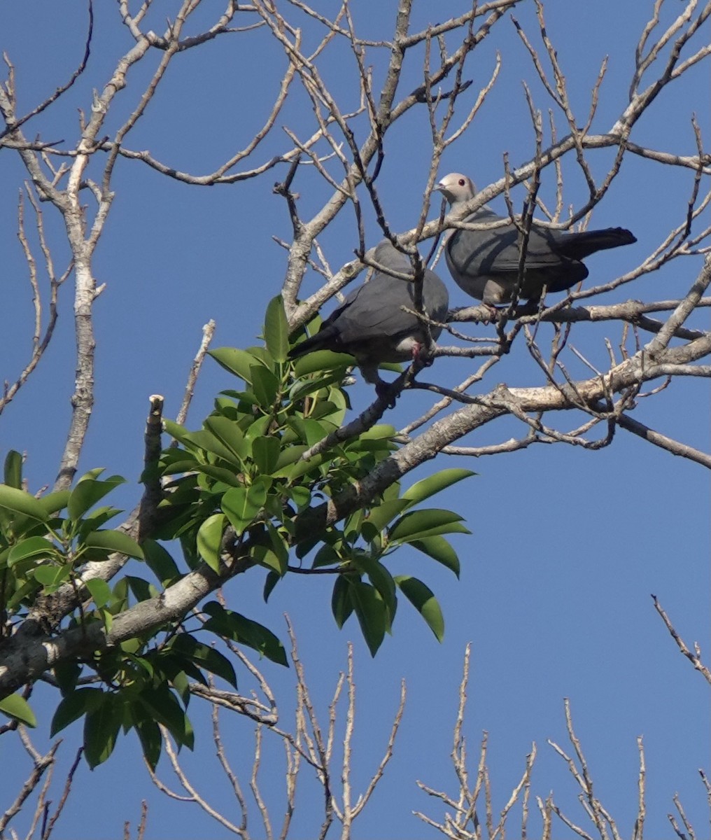 Pink-headed Imperial-Pigeon - ML626523774