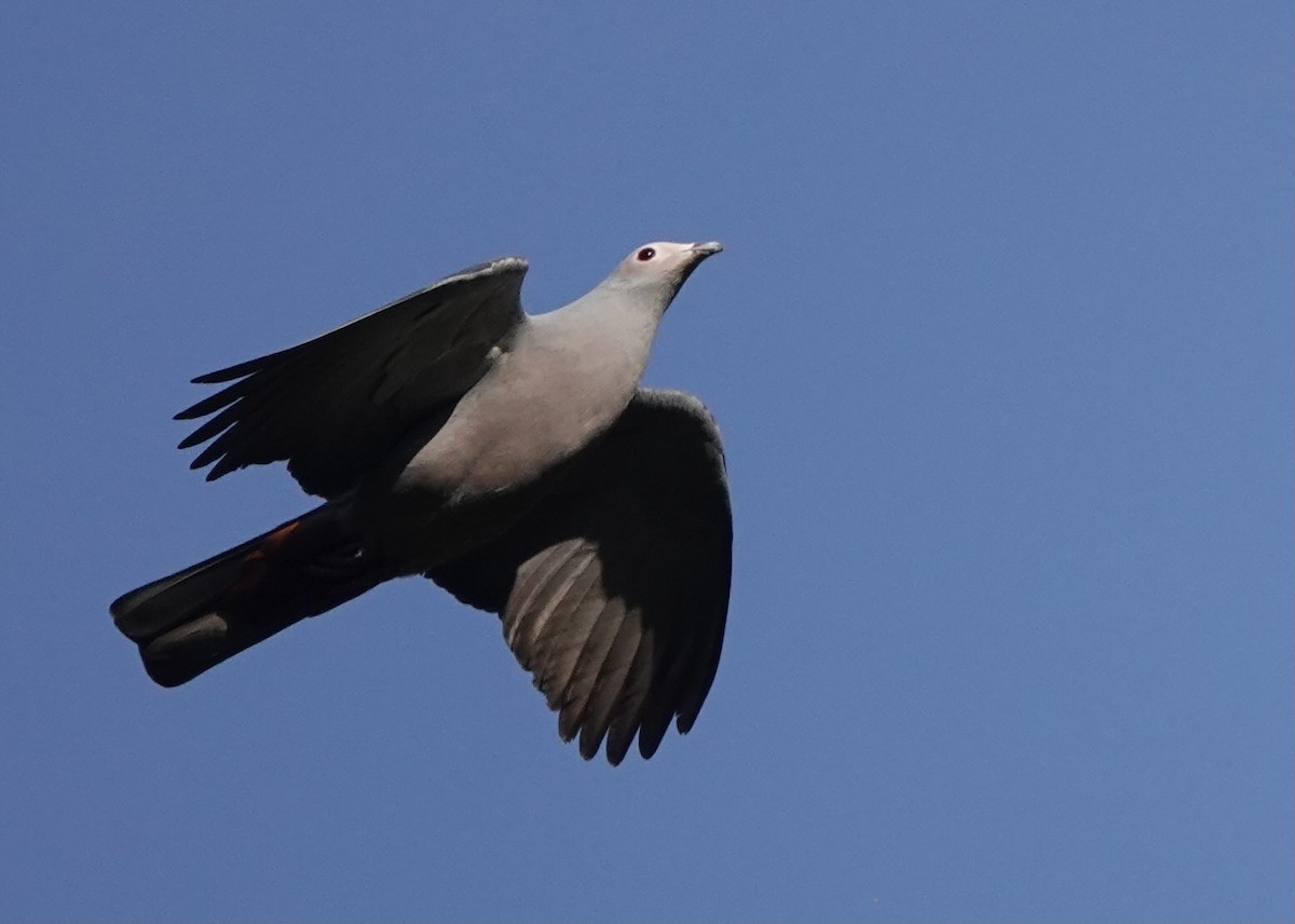 Pink-headed Imperial-Pigeon - ML626523775