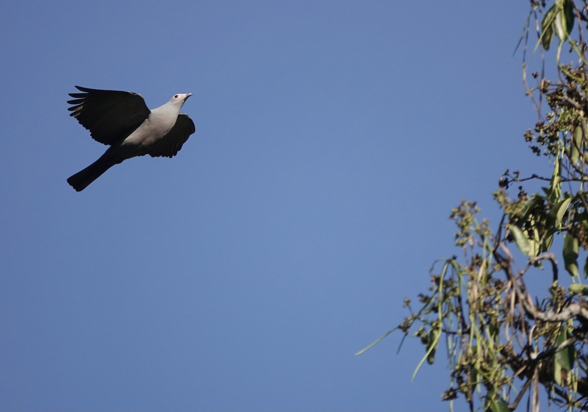 Pink-headed Imperial-Pigeon - ML626523776