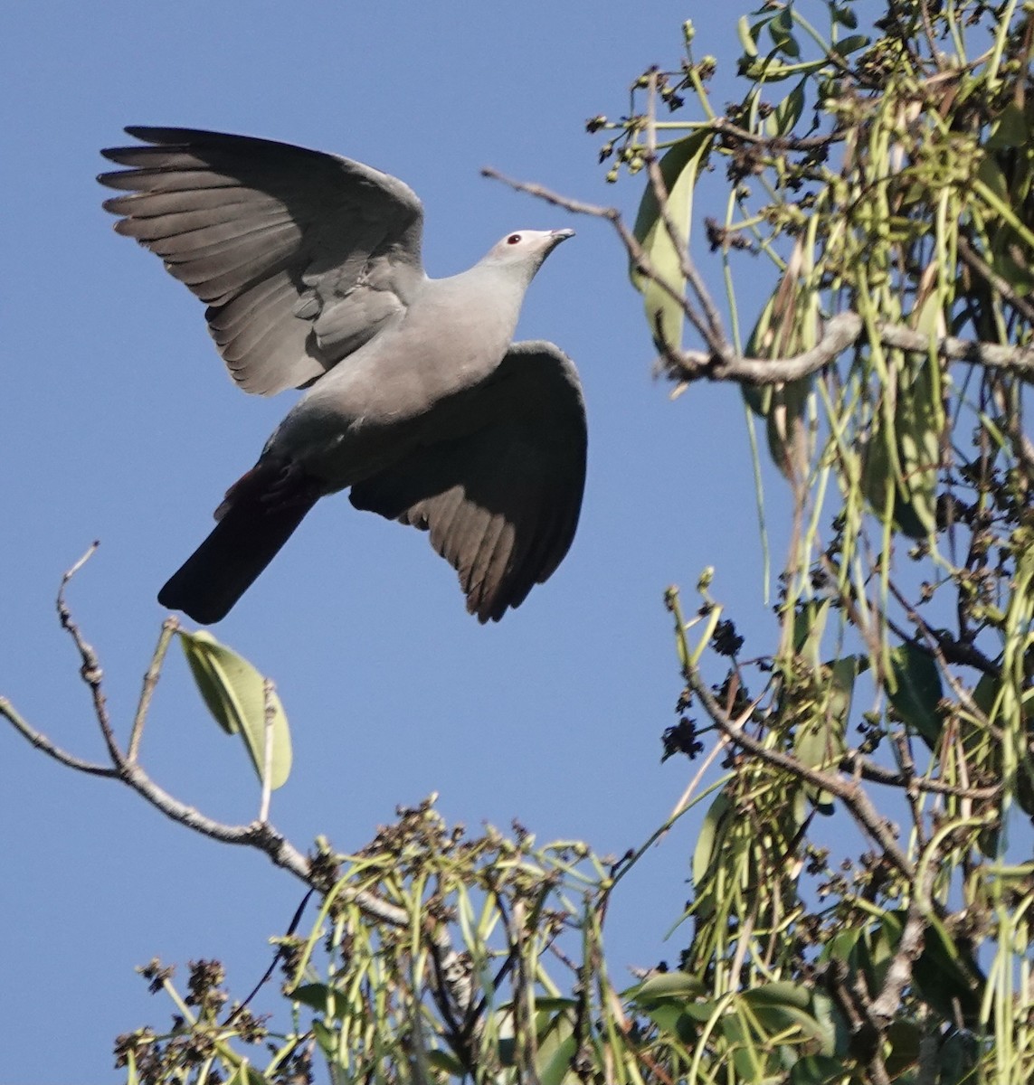 Pink-headed Imperial-Pigeon - ML626523777