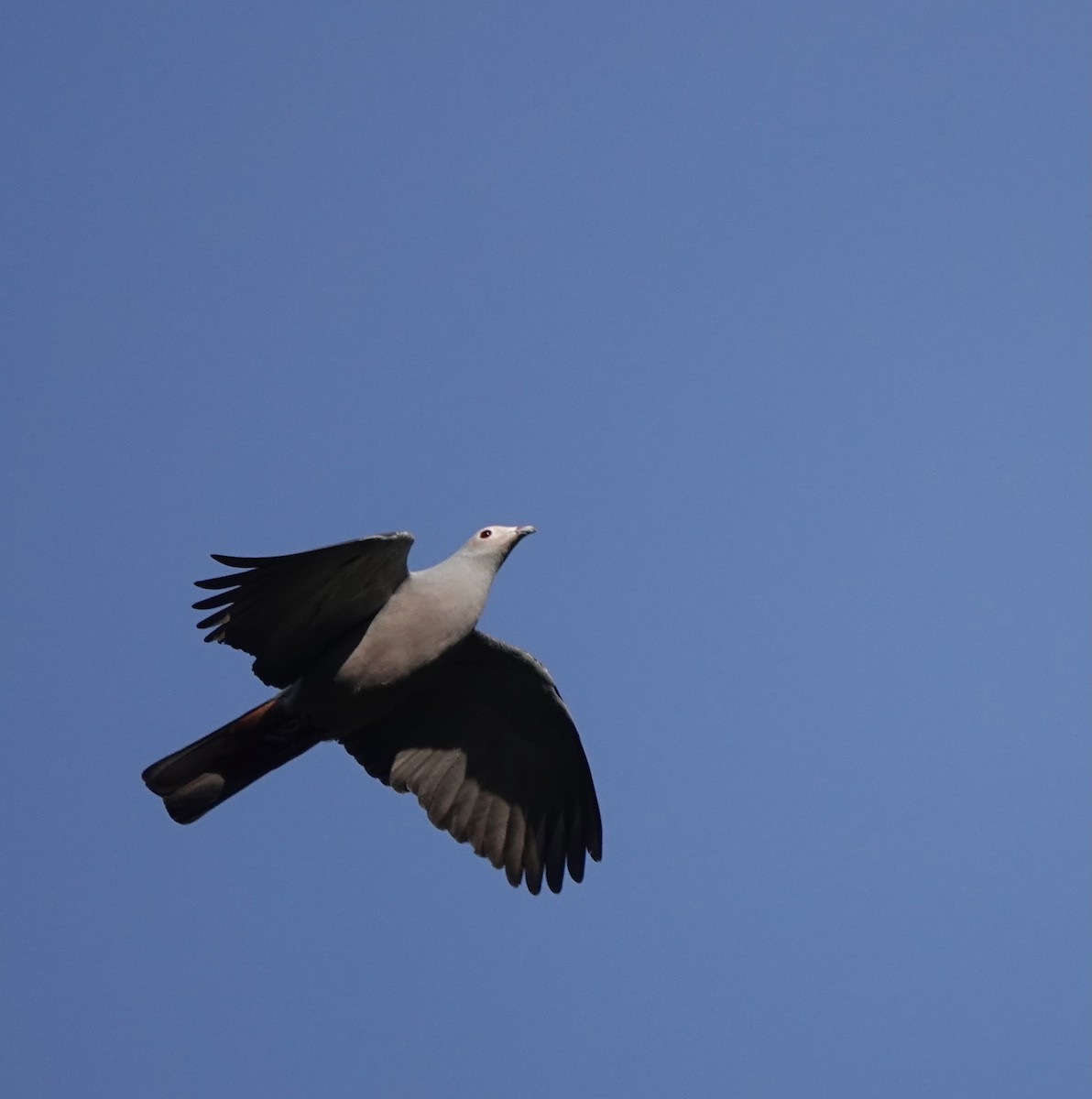 Pink-headed Imperial-Pigeon - ML626523778