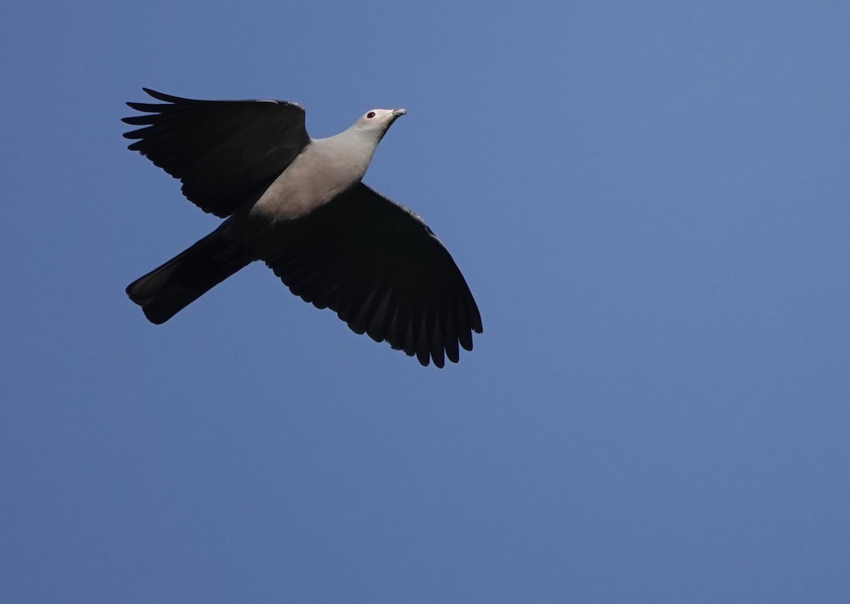 Pink-headed Imperial-Pigeon - ML626523779