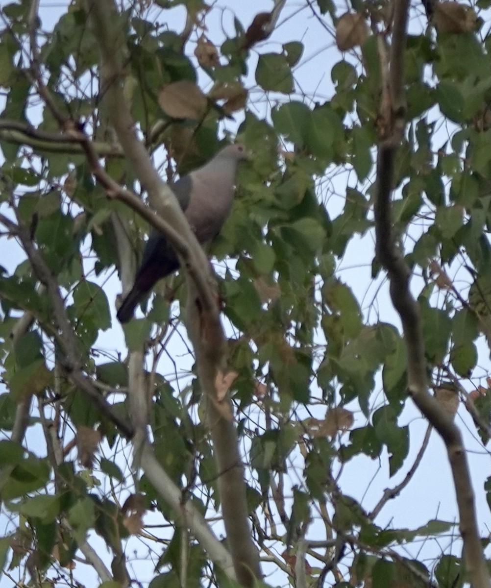 Pink-headed Imperial-Pigeon - ML626523780